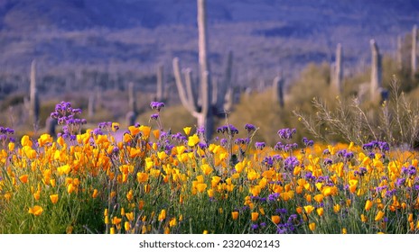 Arizona Blooming desert , wild flowers that wrong in the srping season by Peralta Trail , Southyside of the Superstition Mountains