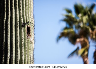 Arizona Cactus From Surprise, AZ