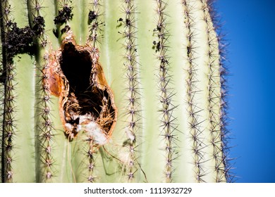 Arizona Cactus From Surprise, AZ