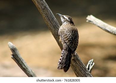 Arizona Cactus Wren