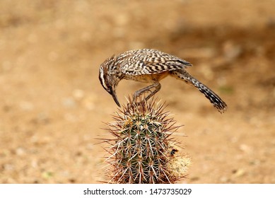 Arizona Cactus Wren On Cactus