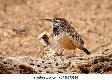 Arizona Cactus Wren Perched On Old Cholla Cactus Wood