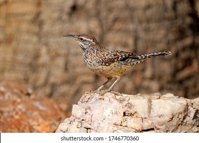 Arizona Cactus Wren Standing On White Rock