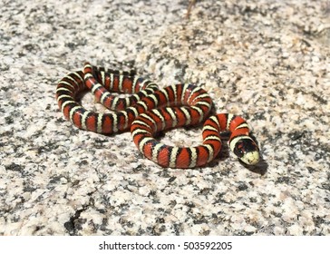 Arizona Coral Snake Mimic, Lampropeltis Pyromelana, Coiled In Its Habitat