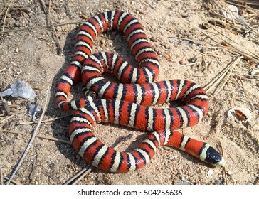 Arizona Coral Snake Mimic, Lampropeltis Pyromelana, Coiled In Its Habitat