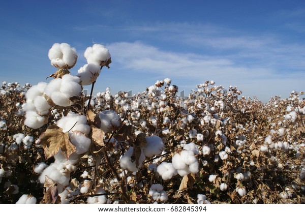 Arizona Cotton Field Stock Photo (Edit Now) 682845394