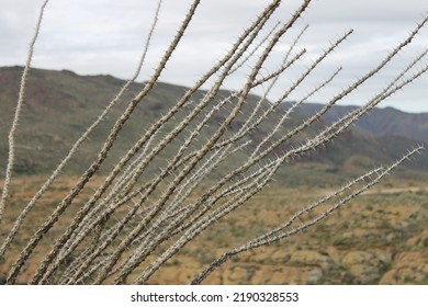 Arizona Desert Cactus Flower Landscape