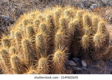 Arizona Desert Is Full Of Mature Hedgehog Plants