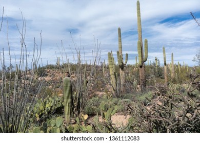 Arizona Desert Landscape Saguaro National Monument Park.