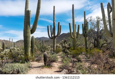 Arizona Desert Saguaro Landscape In Saguaro National Monument Park.