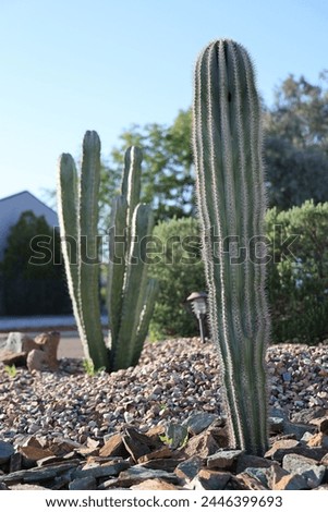 Arizona desert style xeriscaped street corner with young Saguaro and columnar Cereus cacti ; backlit by morning sun, shallow DOF