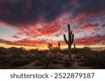 Arizona desert sunset with Saguaro Cactus silhouettes