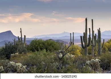 Arizona Desert Sunset In Tucson, Arizona