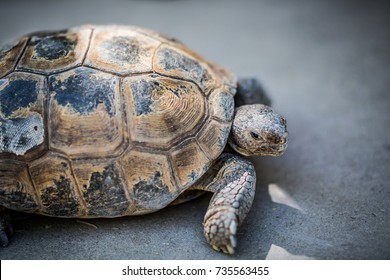 Arizona Desert Tortoise Unhappy About Getting His Photo Taken