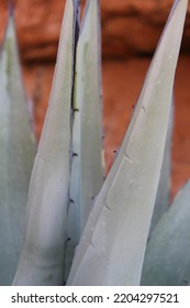 Arizona, Desert, Vegetation, Rock, Aloe