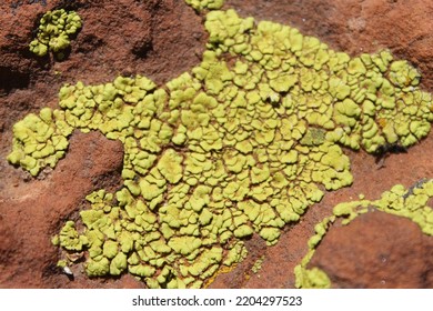 Arizona, Desert, Vegetation, Rock, Aloe