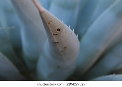 Arizona, Desert, Vegetation, Rock, Aloe