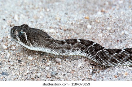 Arizona Diamondback Rattlesnake