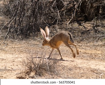 An Arizona Hare, Also Known As A Jackrabbit, Running Away Into The Desert.