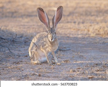 An Arizona Hare, also known as a Jackrabbit, watching me take her photo.