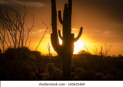 Arizona landscape, sunset saguaro in silhouette over desert.