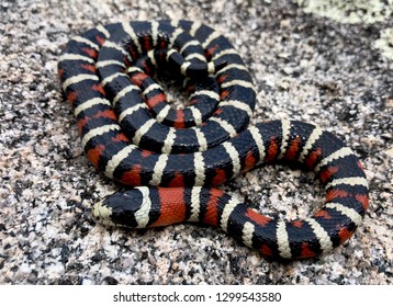 Arizona Mountain Kingsnake, Lampropeltis Pyromelana, A Coral Snake Mimic