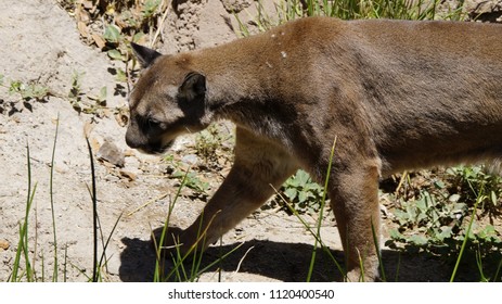 Arizona Mountain Lion