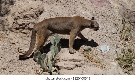 Arizona Mountain Lion