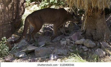 Arizona Mountain Lion