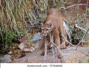 Arizona Mountain Lion