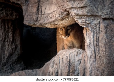 Arizona Mountain Lion 