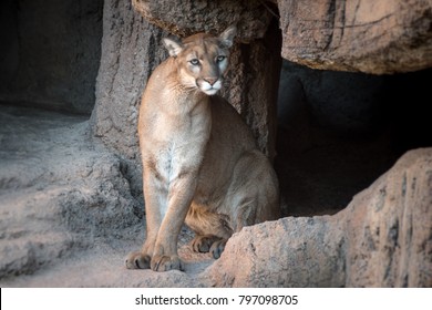 Arizona Mountain Lion 