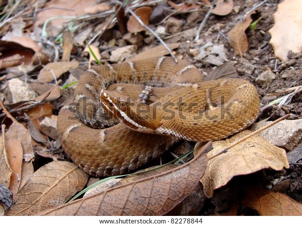 Arizona Ridgenosed Rattlesnake Crotalus Willardi Stock Photo Edit Now 82278844