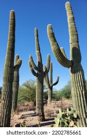 Arizona Saguaro Cactus Standing Tall