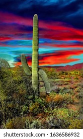 Arizona, Sedona Saguaro Cactus Sunset Landscape.