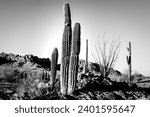 Arizona Sonoran Desert Cactus Sunset