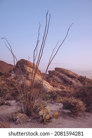 Arizona Sonoran desert landscape at twilight. 