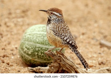 Arizona State Bird The Cactus Wren