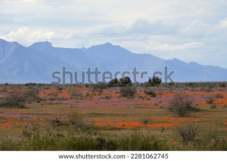 Arizona super boom of colorful spring wild flowers on the Gila River Native American community  near Phoenix