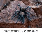 Arizona Tarantula desert rock dweller