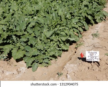 Arizona Turnip Field
