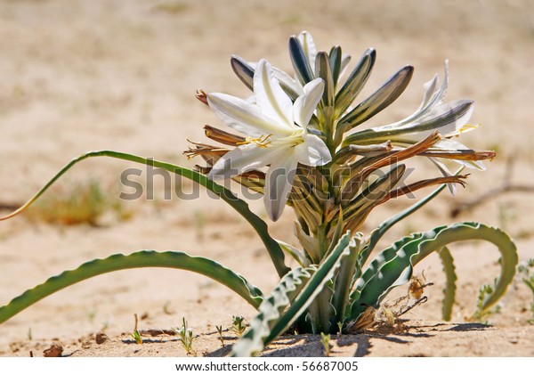 Arizona Wild Flower Desert Lily Stock Photo 56687005 | Shutterstock