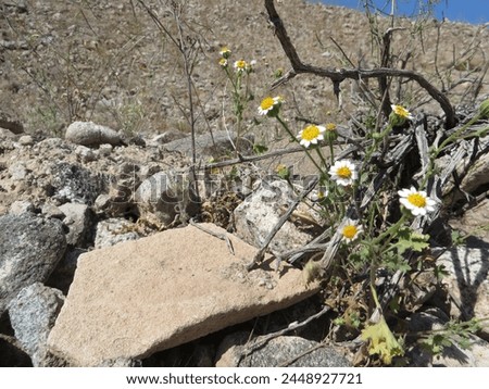 Arizona Yellow and White Desert Wildflower in Spring