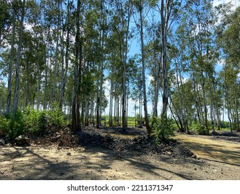 Arjuna Tree Forest In West Bengal 