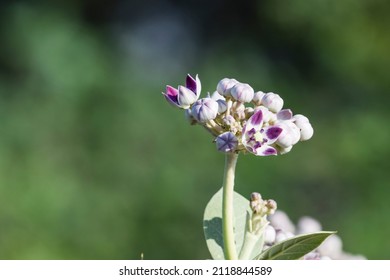Arka flower oe Calotropic gigantea also known as Crown flowers bunch of purplish flowers