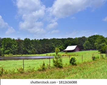 Arkansas Farm Has Fenced In Pasture Red Wooden Barn And Pond.  Barn Is Old And Weathered With A Tin Roof.