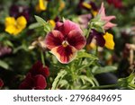 Arkwright Ruby Viola, showcasing its rich ruby-colored petals and ornamental charm.