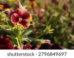 Arkwright Ruby Viola, showcasing its rich ruby-colored petals and ornamental charm.
