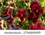 Arkwright Ruby Viola, showcasing its rich ruby-colored petals and ornamental charm.