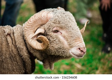 Arles Merino Ram